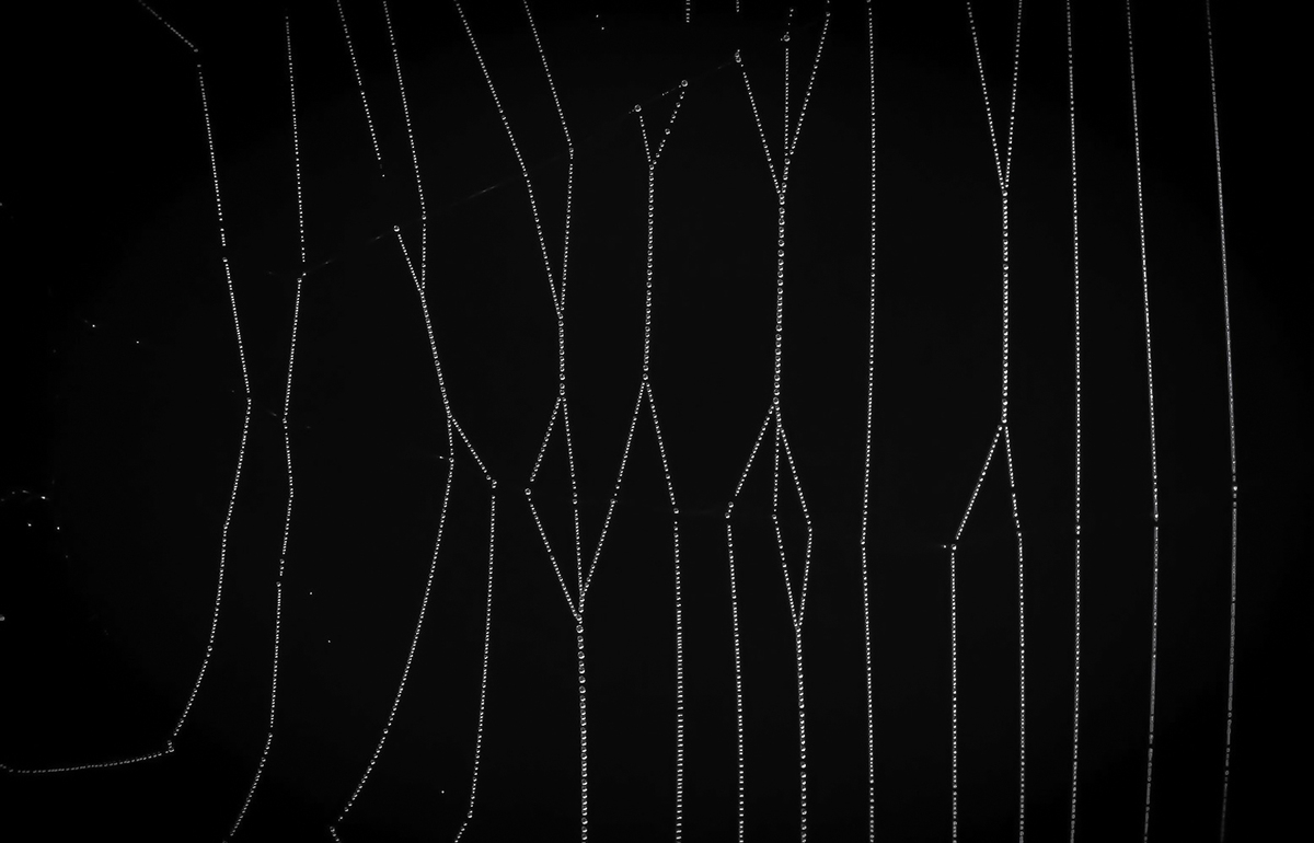 Autumn Dew on Spider's Web